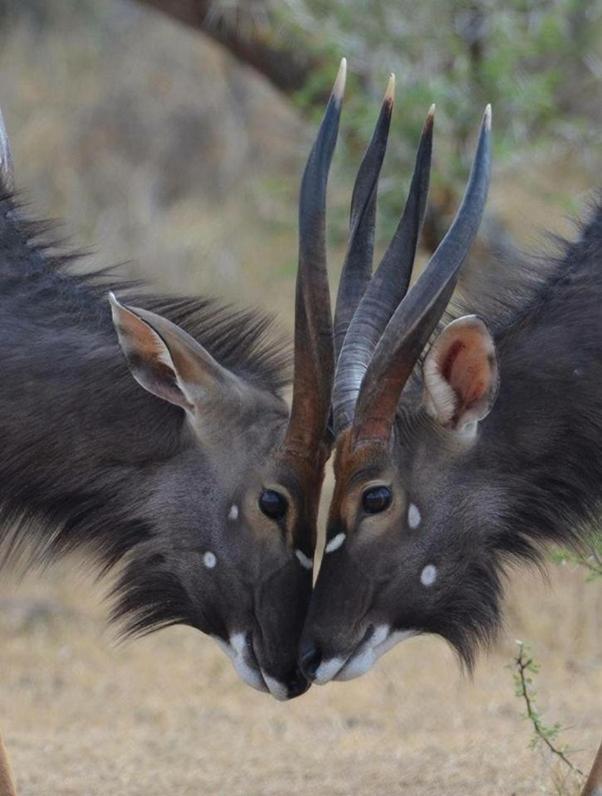 Weltevreden Game Lodge Bloemfontein Exteriör bild