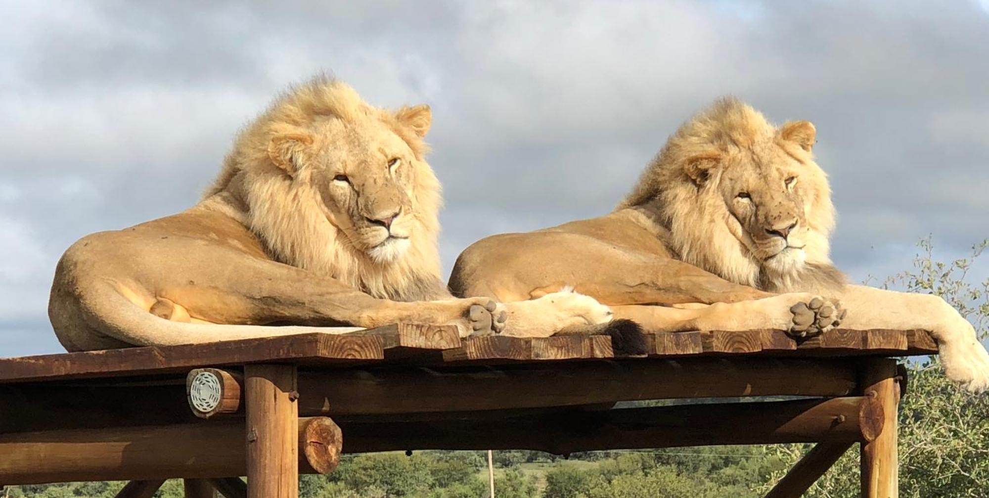 Weltevreden Game Lodge Bloemfontein Exteriör bild